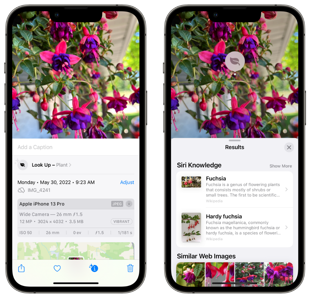 芒市苹果手机维修分享小技巧：使用 iPhone 相机识别花卉植物 